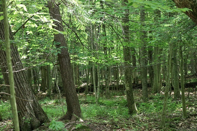 bo-tieu-chuan-fsc-coc