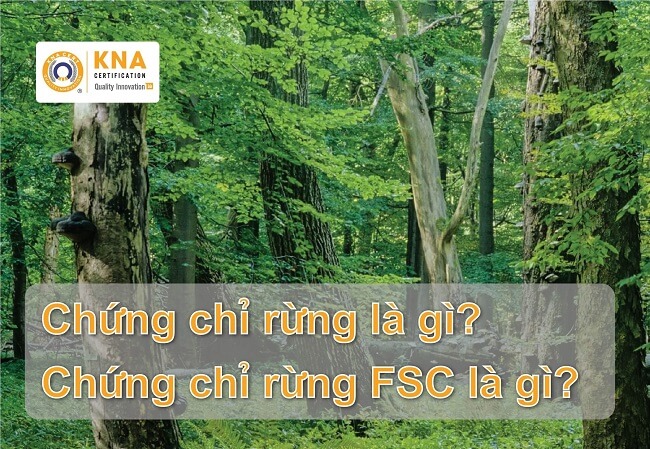 chứng chỉ rừng bền vững là gì