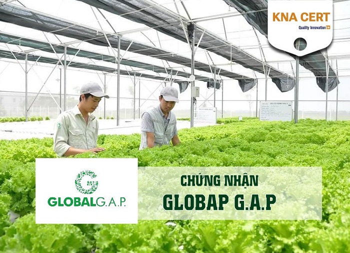 chứng nhận global gap 