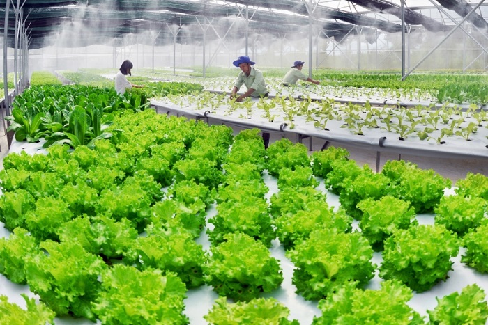 chung-nhan-huu-co-tai-sinh