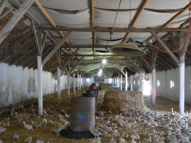 đánh giá thực địa RDS