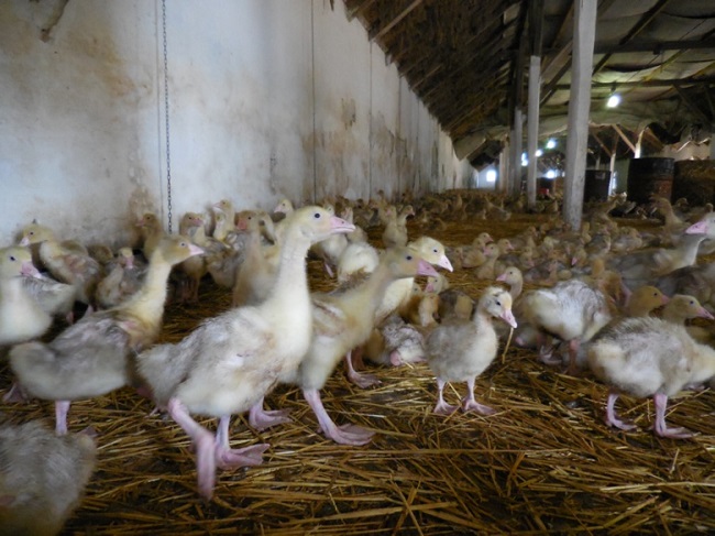 đánh giá thực địa RDS