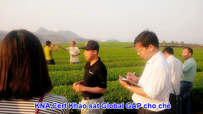 chứng nhận global-gap