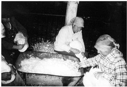 quy trình lấy lông vũ 