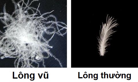 lông vũ và lông thường