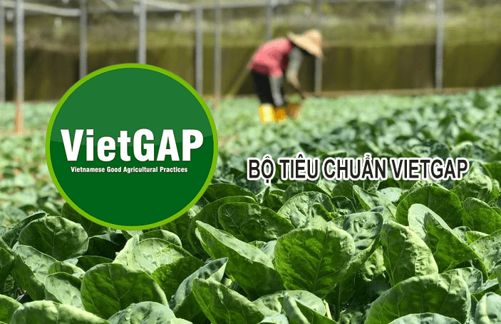 BỘ TIÊU CHUẨN VIETGAP